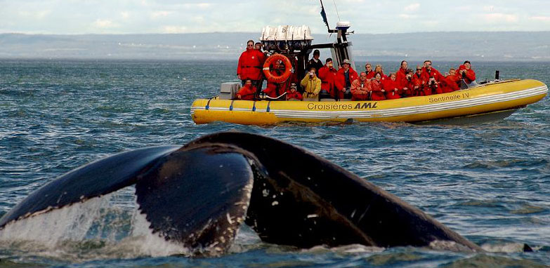 Observation des baleines sur un bateau