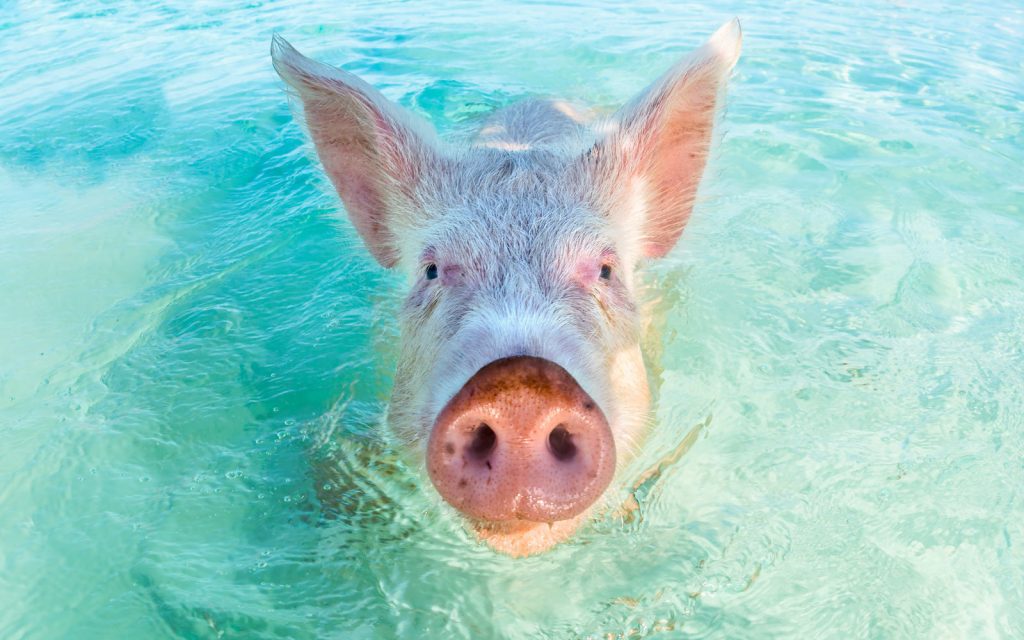 Swimming with pigs and snorkeling